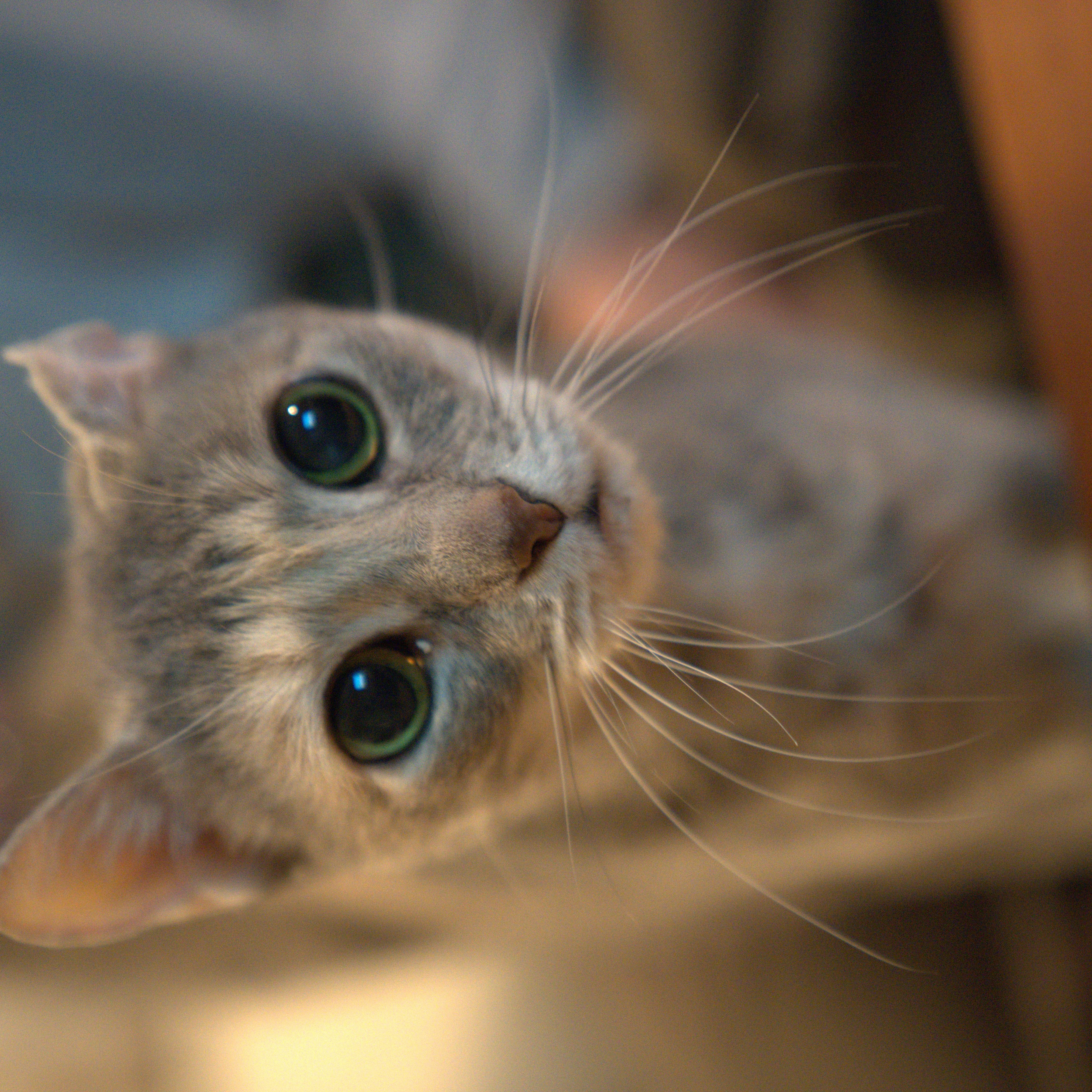 Enlarge Pacifica, a ADOPTABLE Domestic Short Hair in Thornwood, NY image 5/5