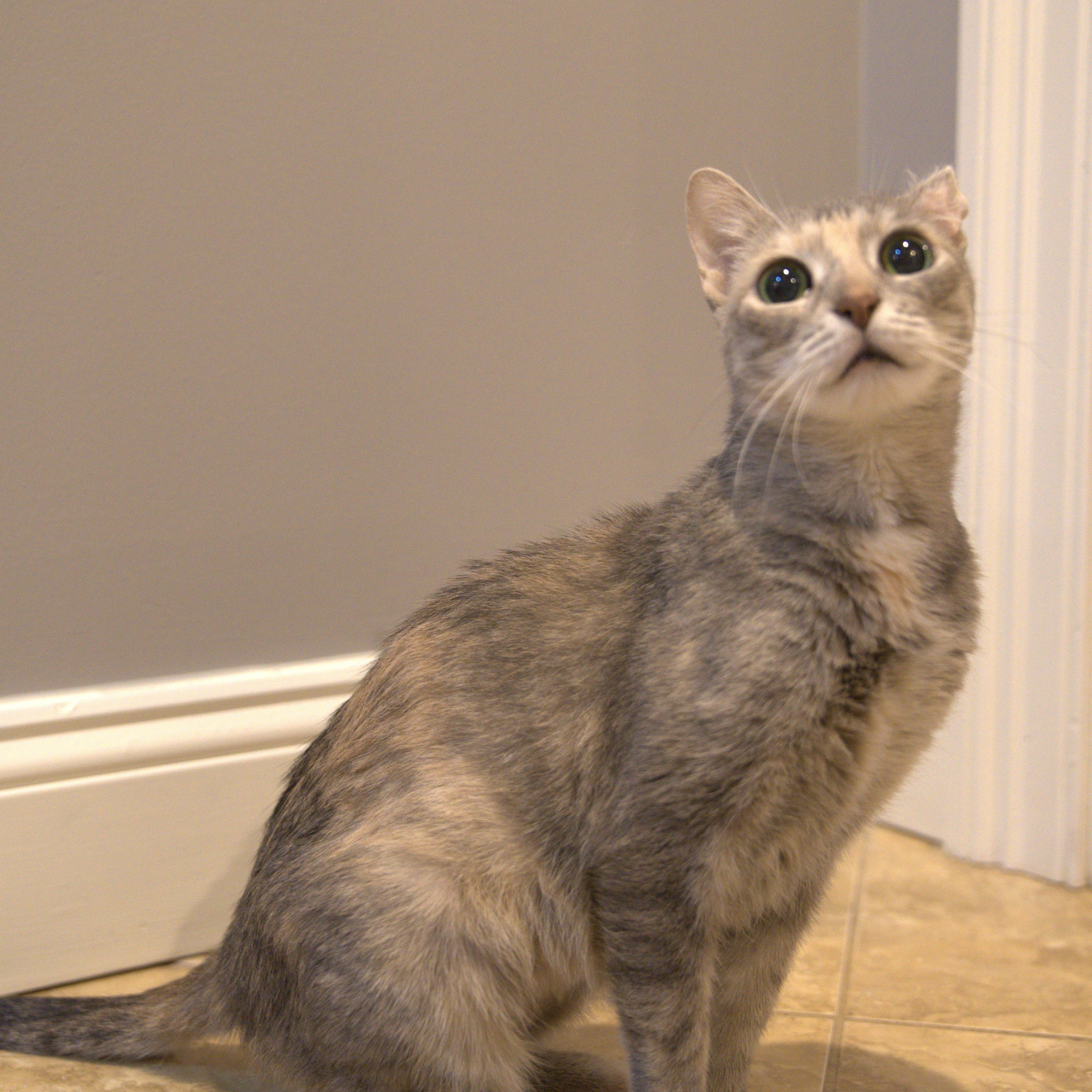 Enlarge Pacifica, a ADOPTABLE Domestic Short Hair in Thornwood, NY image 2/5