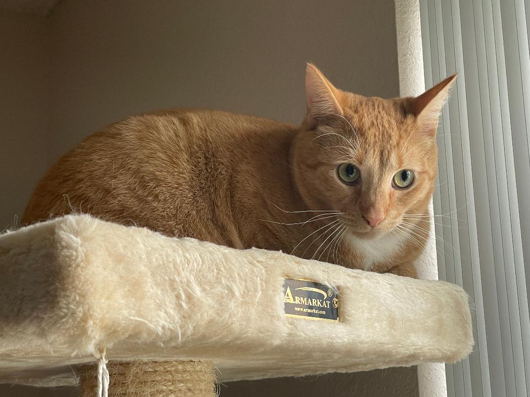 Enlarge Aries, a Adoptable Domestic Short Hair in Pasco, WA image 3/3