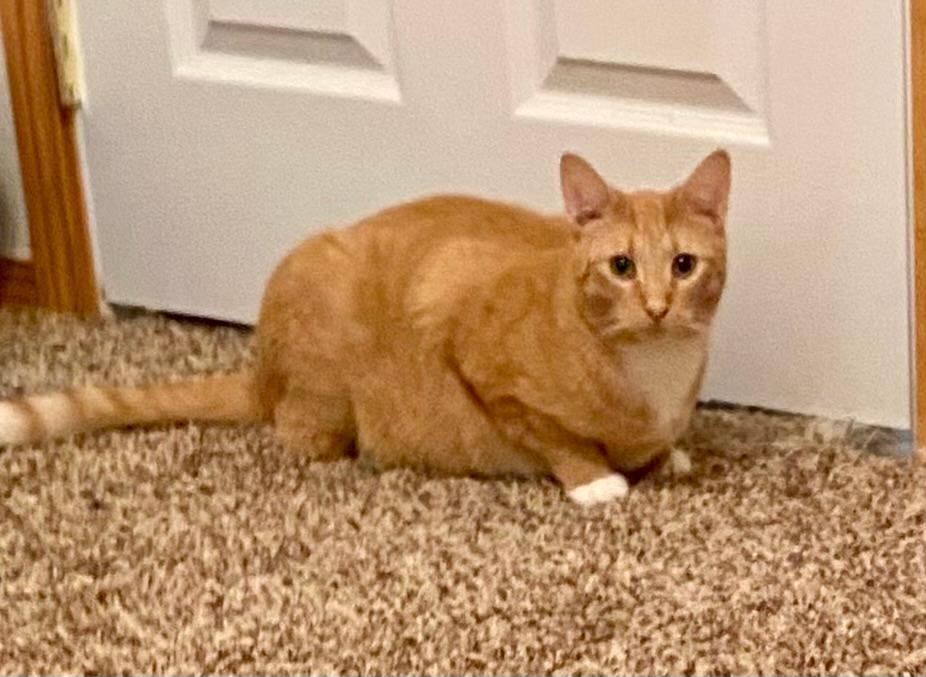 Enlarge Aries, a Adoptable Domestic Short Hair in Pasco, WA image 2/3