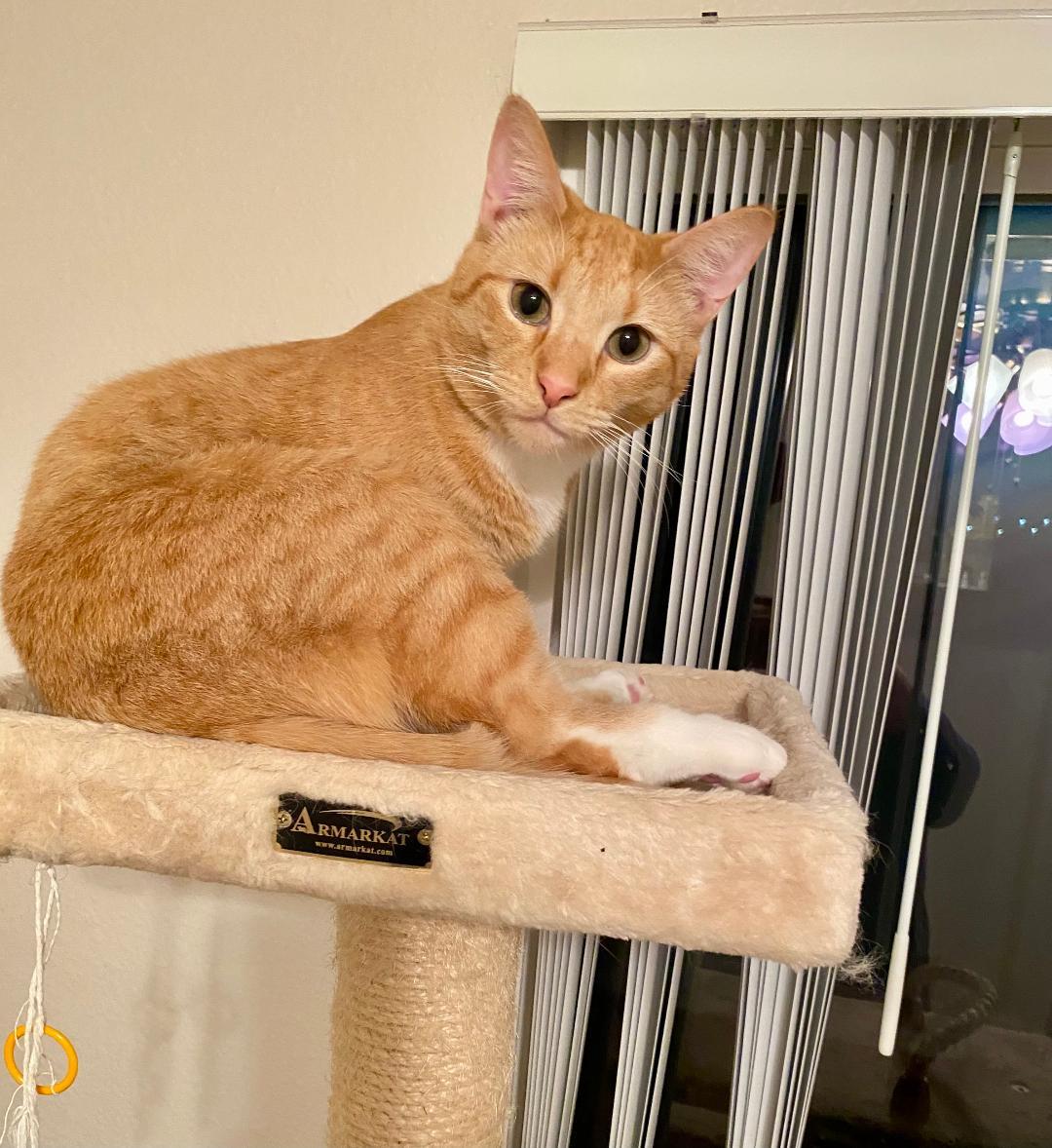 Enlarge Aries, a Adoptable Domestic Short Hair in Pasco, WA image 1/3