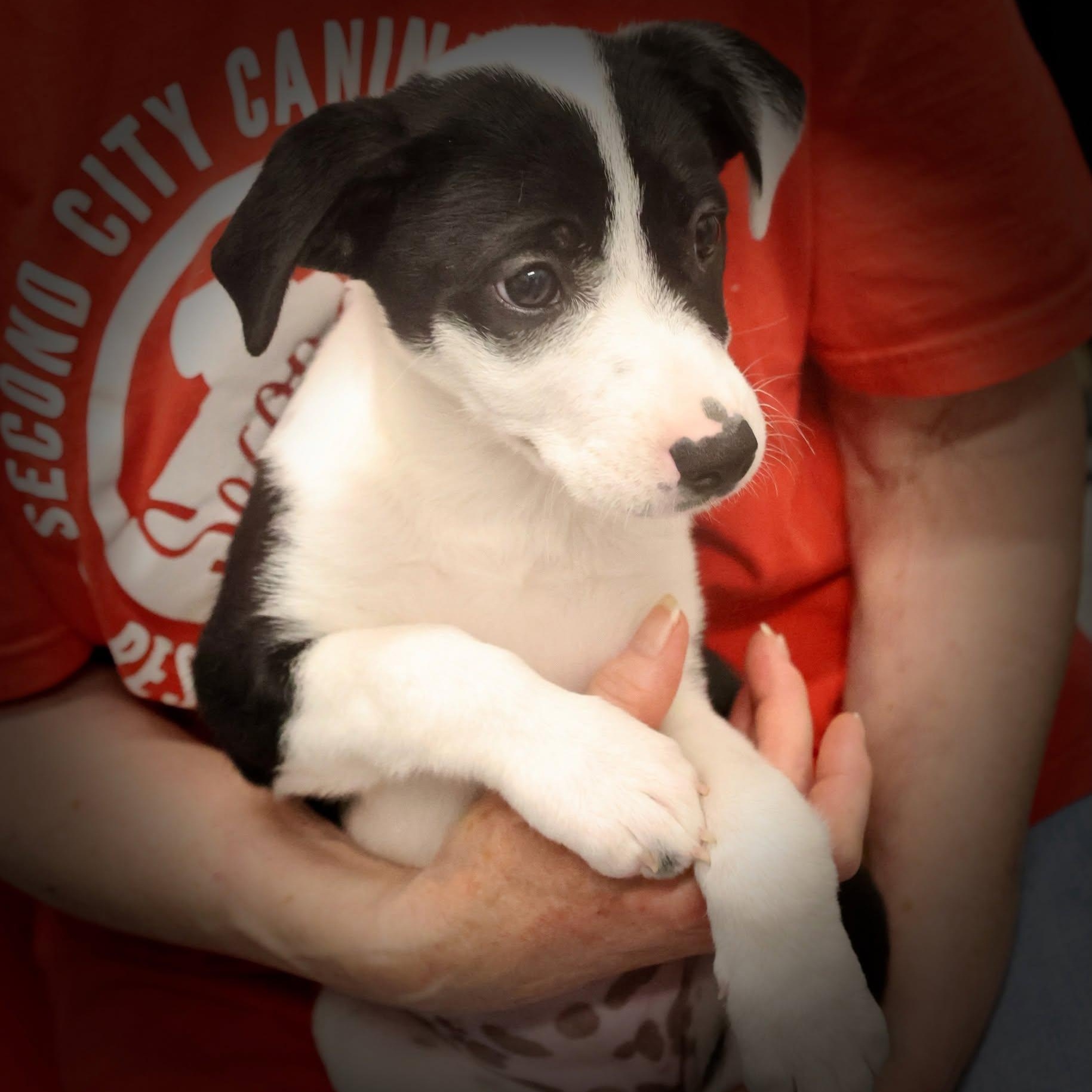 Caliann, an adopted mixed breed in Palatine, IL image 6/6