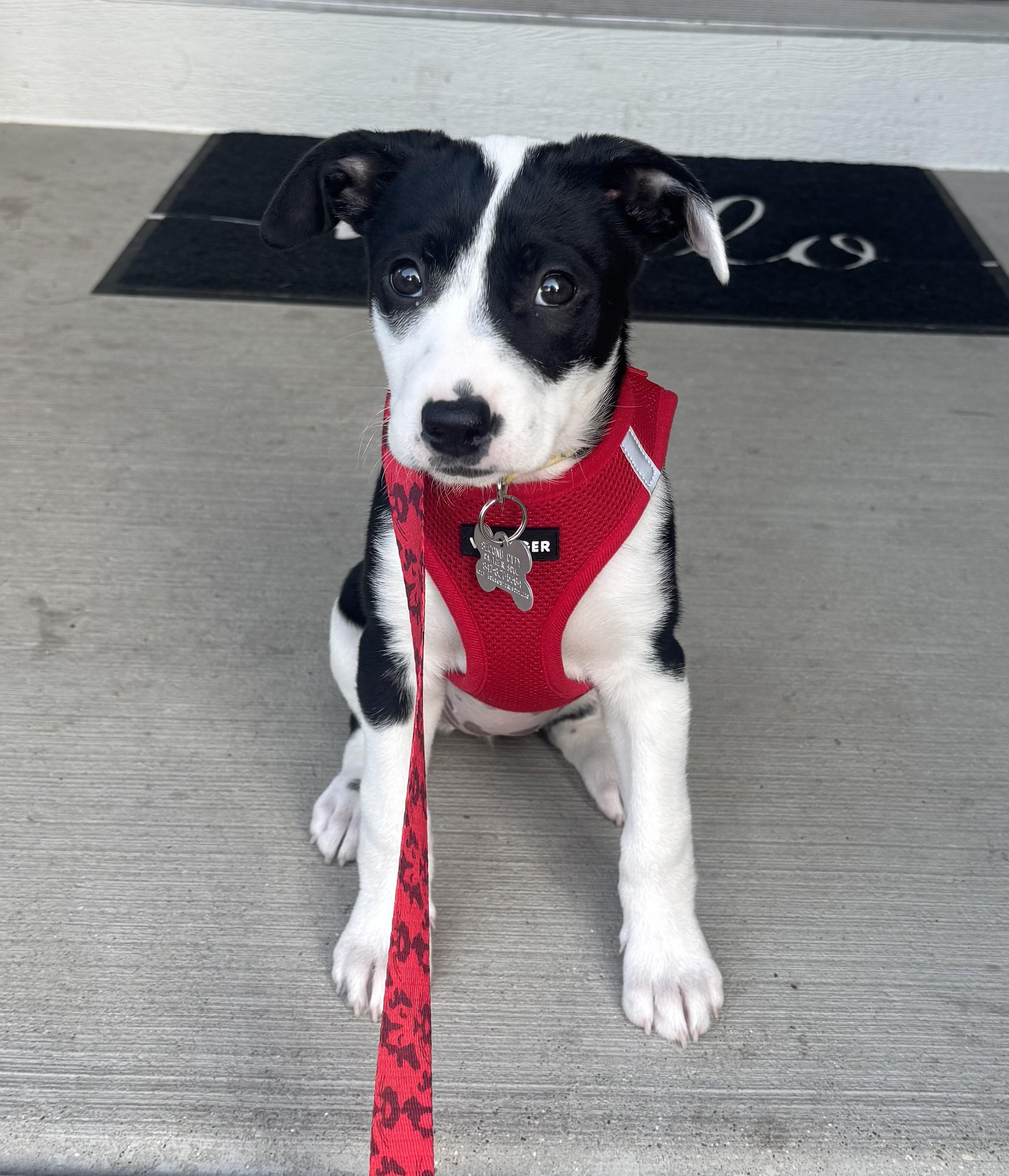 Caliann, an adopted mixed breed in Palatine, IL image 4/6