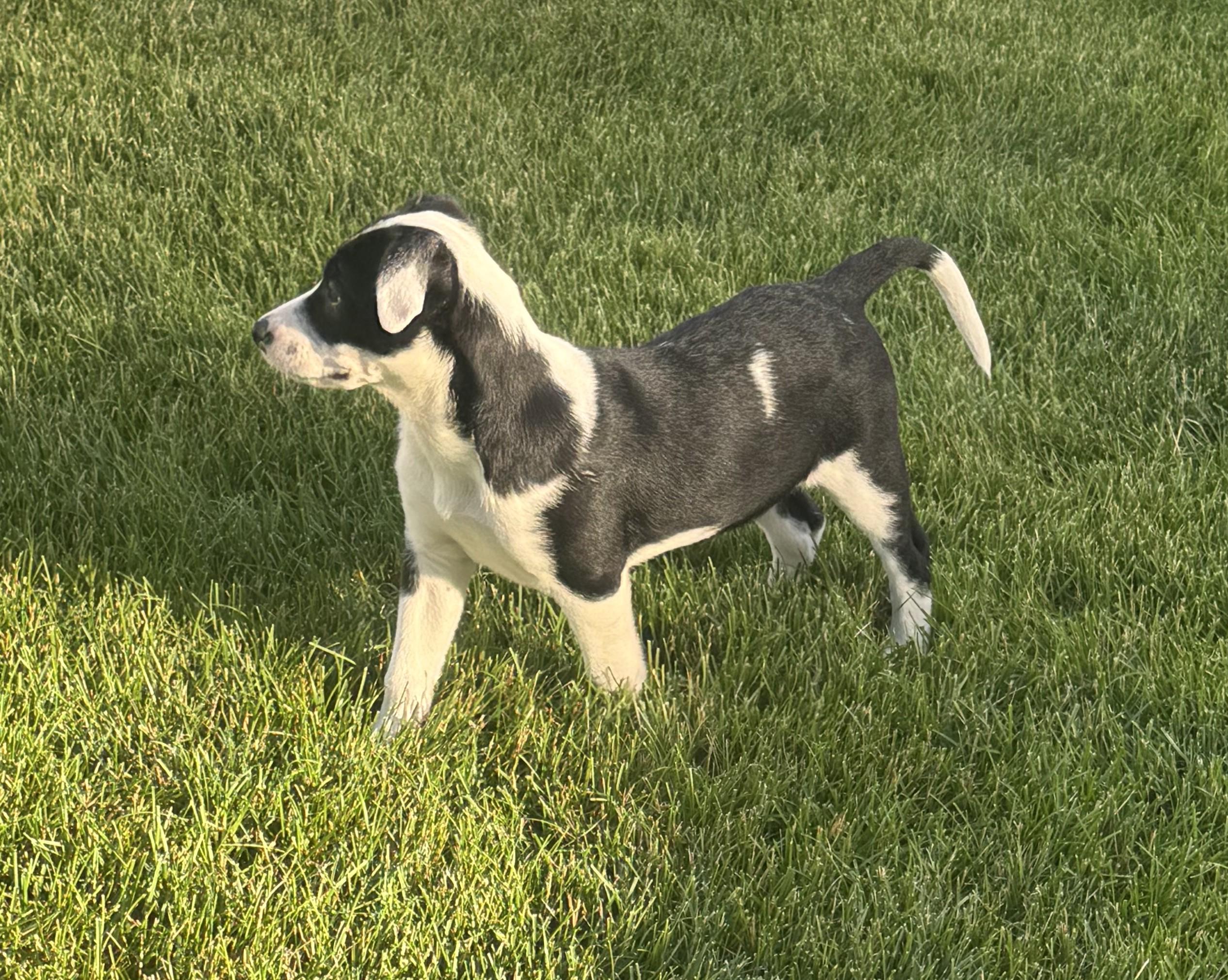 Caliann, an adopted mixed breed in Palatine, IL image 3/6