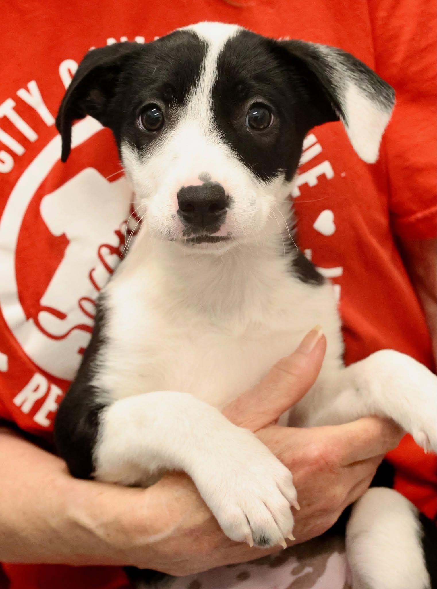 Caliann, an adopted mixed breed in Palatine, IL image 5/6