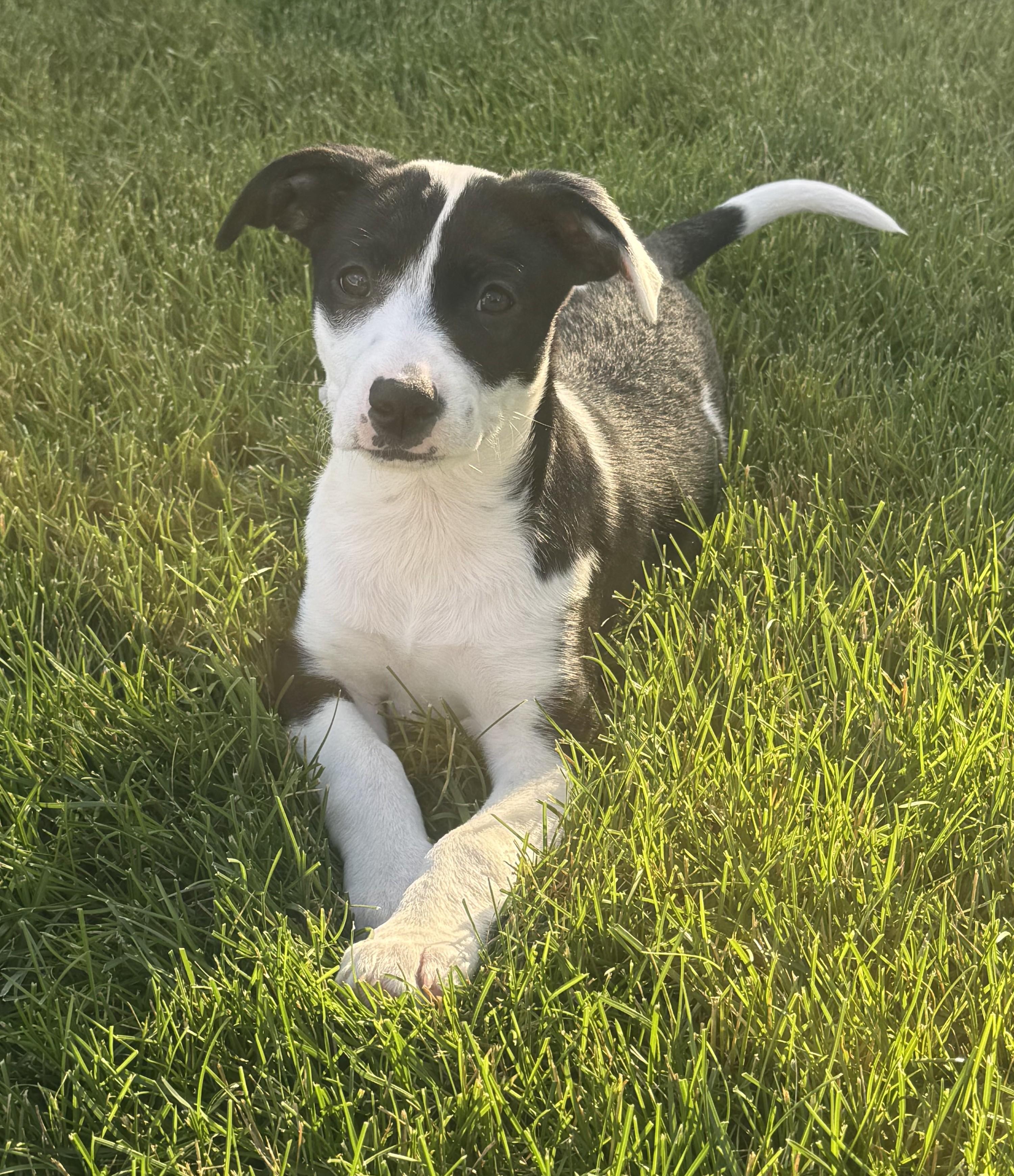 Caliann, an adopted mixed breed in Palatine, IL image 1/6