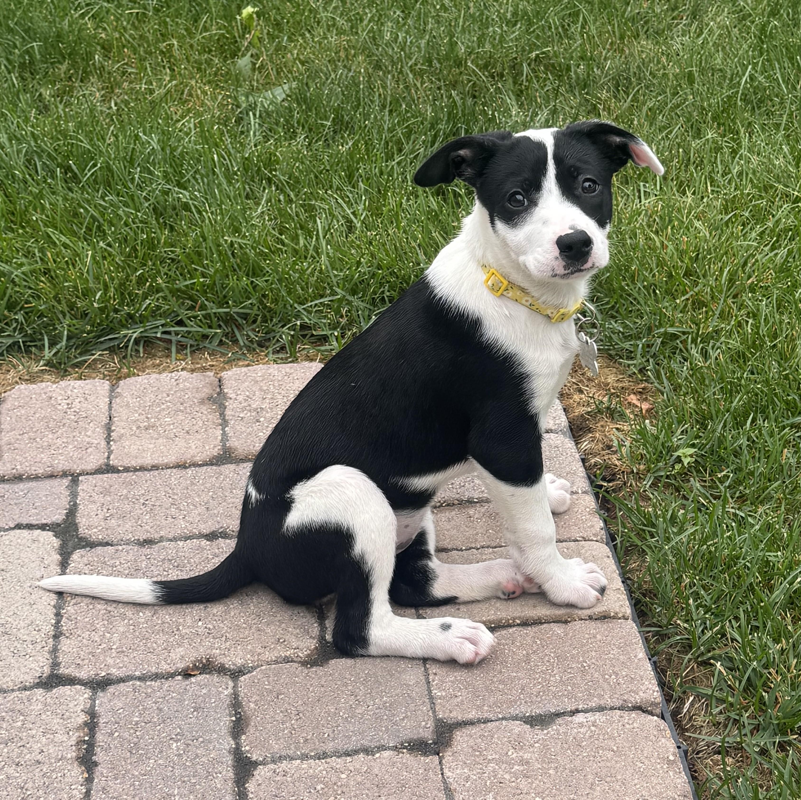 Caliann, an adopted mixed breed in Palatine, IL image 2/6
