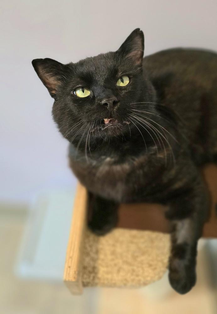 Tobi, a Adoptable mixed breed in Vancouver, WA image 1/3