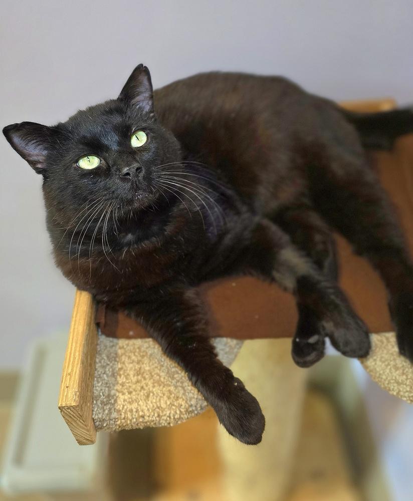 Tobi, a Adoptable mixed breed in Vancouver, WA image 3/3