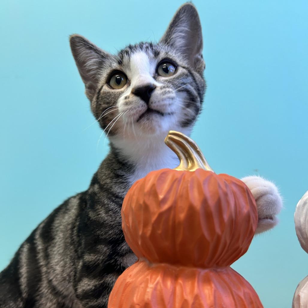 Cosmo, a Adoptable Domestic Short Hair in Drumheller, AB image 2/3