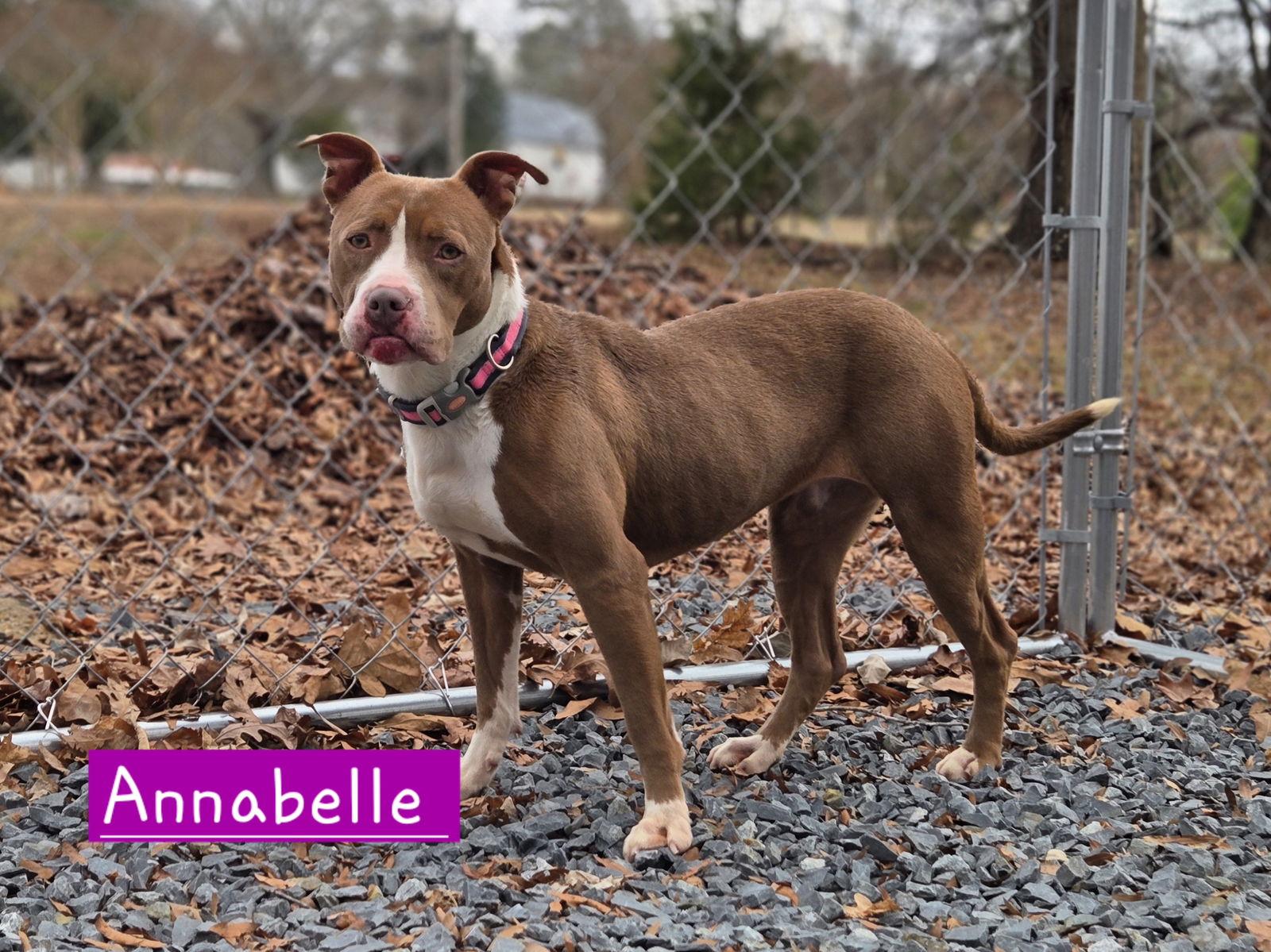 Annabelle, Adoptable, Adult Female Pit Bull Terrier.
