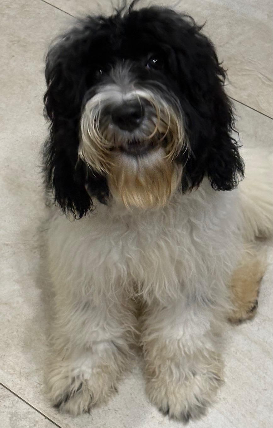 Enlarge Eddie, a Adoptable Labradoodle in Orlando, FL image 1/6
