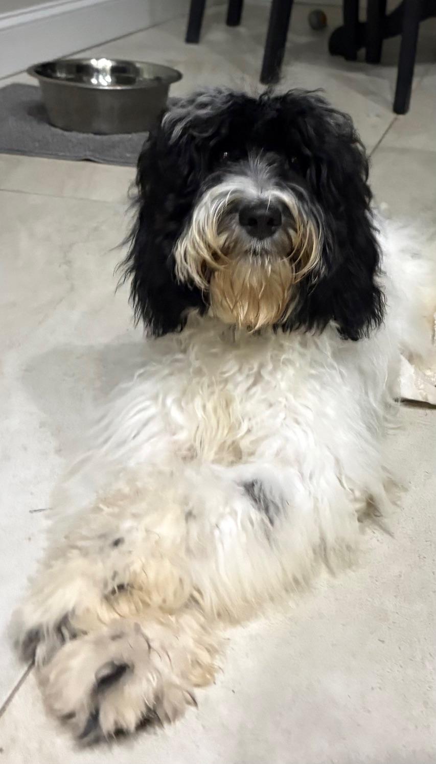 Enlarge Eddie, a Adoptable Labradoodle in Orlando, FL image 6/6