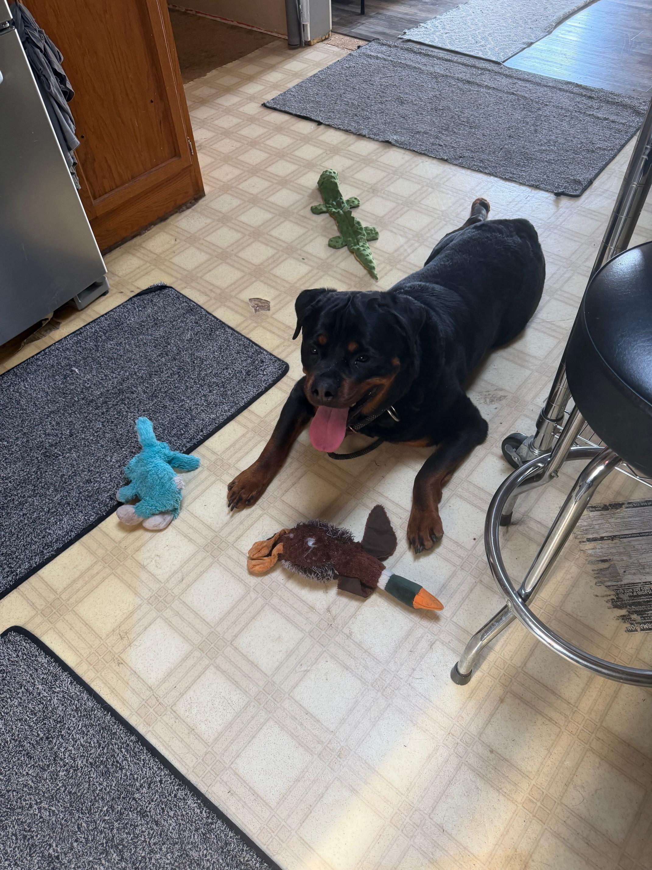 Enlarge Bear Bear, a Adoptable Rottweiler in Lincoln, NE image 1/6