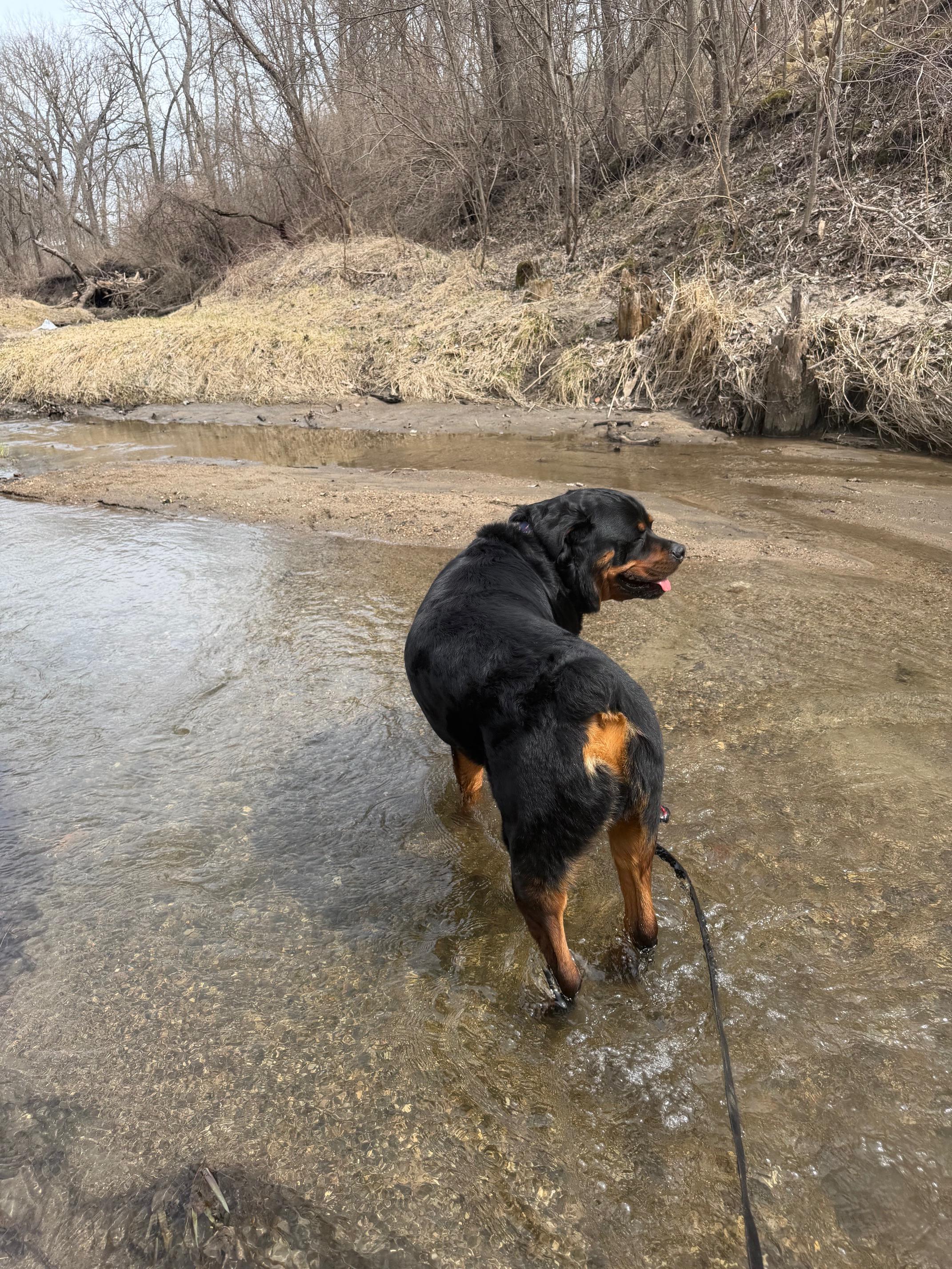 Enlarge Bear Bear, a Adoptable Rottweiler in Lincoln, NE image 2/6