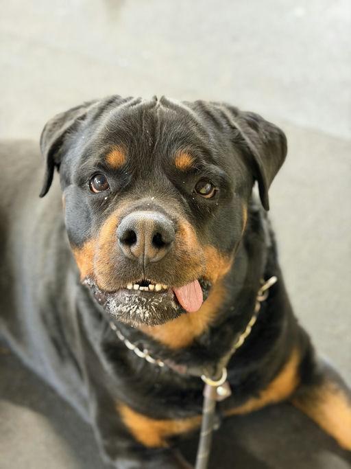 Enlarge Bear Bear, a Adoptable Rottweiler in Lincoln, NE image 3/6