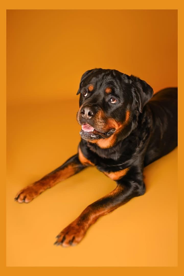 Bear Bear, a Adoptable Rottweiler in Lincoln, NE image 3/6