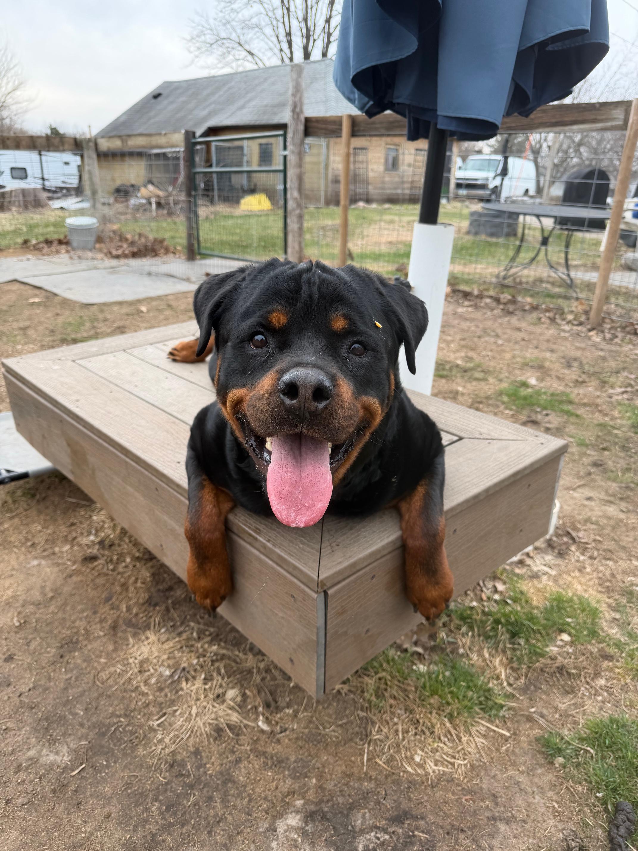 Enlarge Bear Bear, a Adoptable Rottweiler in Lincoln, NE image 4/6