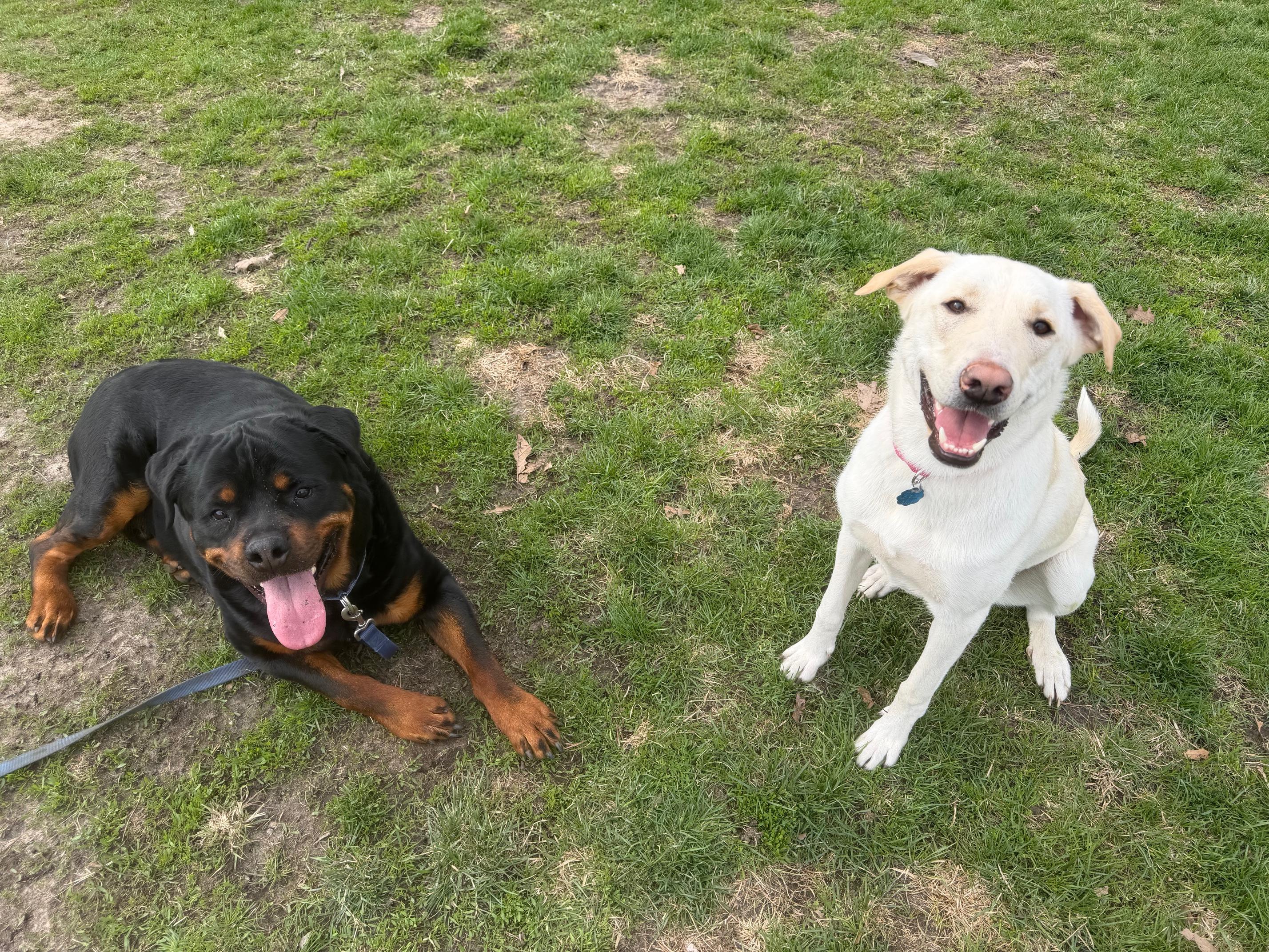 Enlarge Bear Bear, a Adoptable Rottweiler in Lincoln, NE image 5/6
