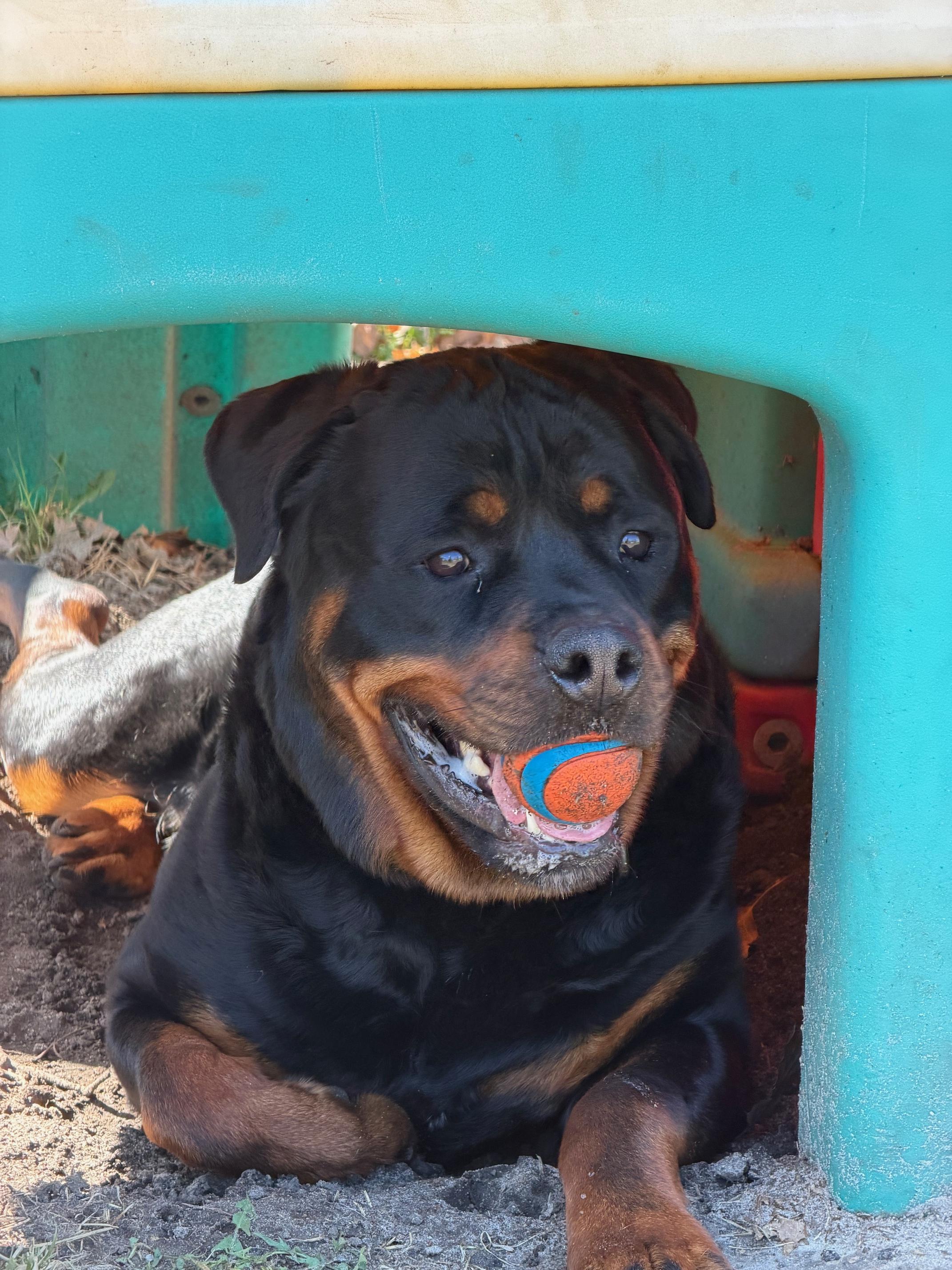 Enlarge Bear Bear, a Adoptable Rottweiler in Lincoln, NE image 6/6
