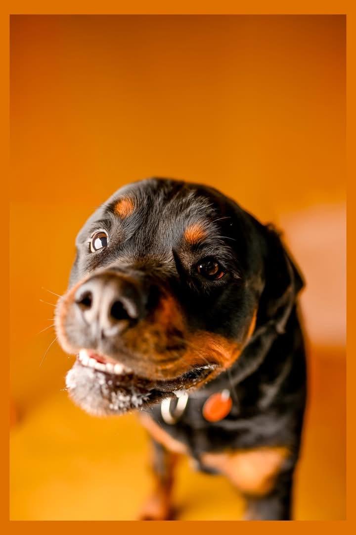 Bear Bear, a Adoptable Rottweiler in Lincoln, NE image 5/6