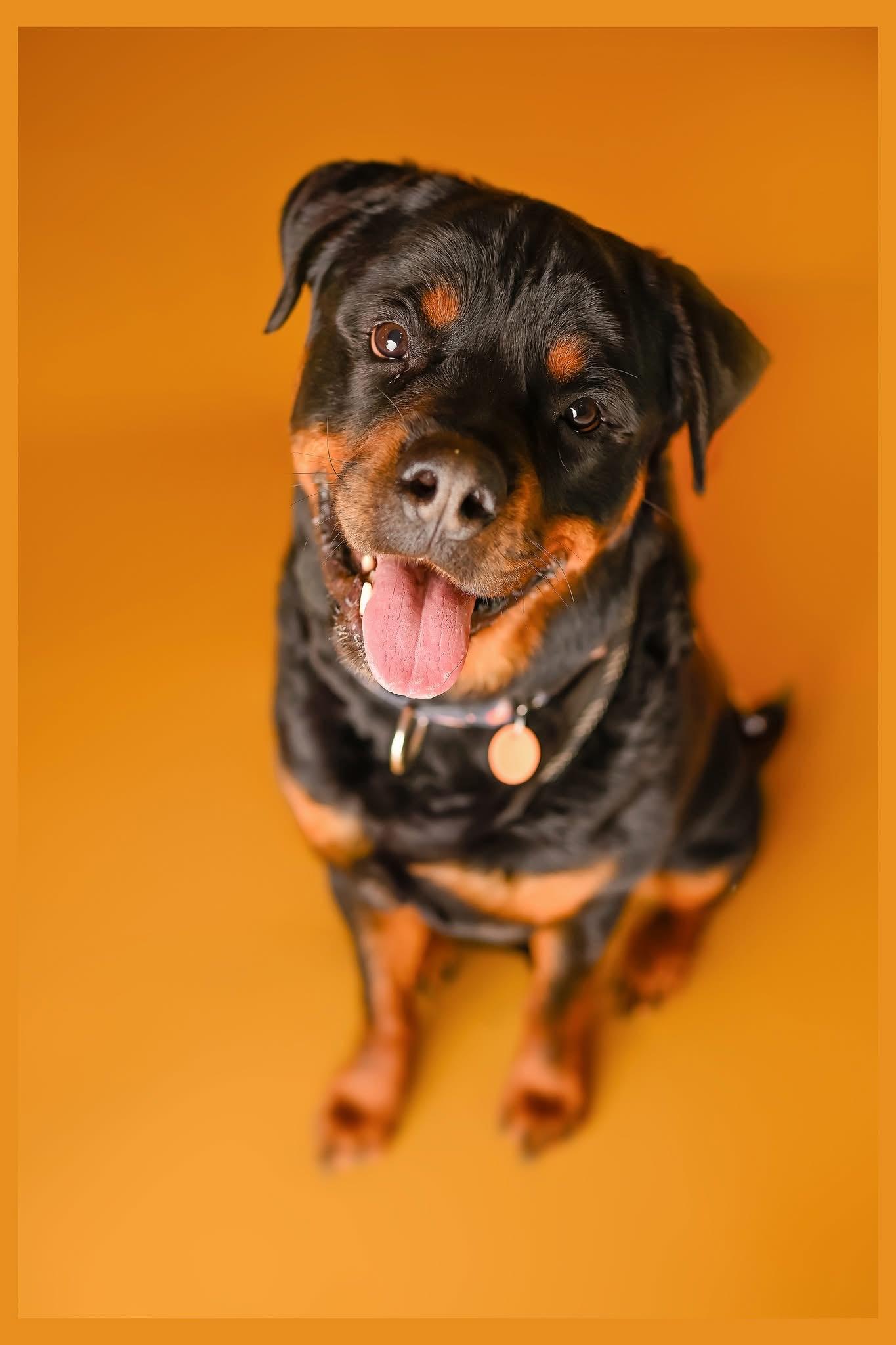 Bear Bear, a Adoptable Rottweiler in Lincoln, NE image 6/6