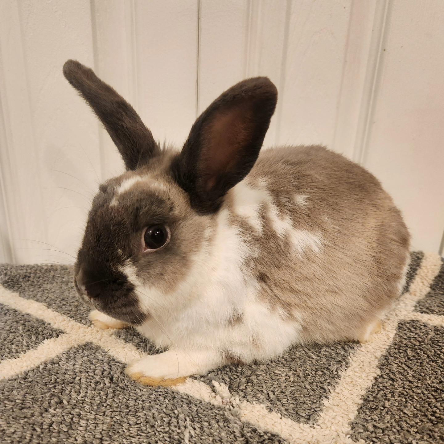 Dory, Adoptable, Young Male English Spot.