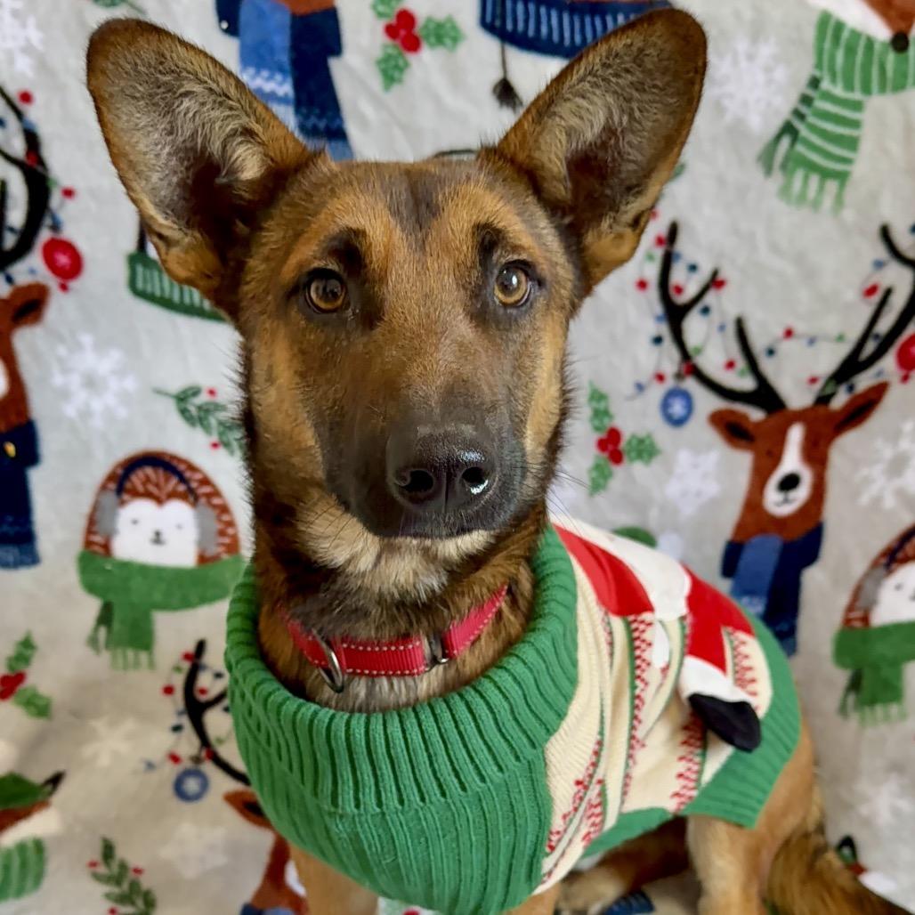 Moon, Adoptable, Young Male Mixed Breed.