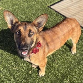 Moon, Adoptable, Young Male Mixed Breed.