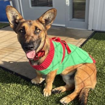 Moon, a Adoptable Mixed Breed in Oxford, ME image 2/4