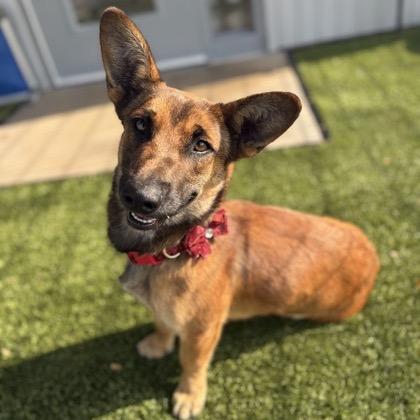 Moon, a Adoptable Mixed Breed in Oxford, ME image 3/4