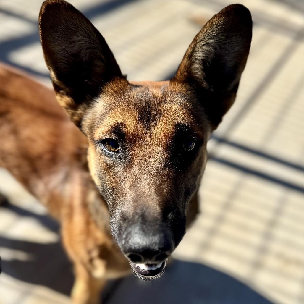 Moon, a Adoptable Mixed Breed in Oxford, ME image 4/4