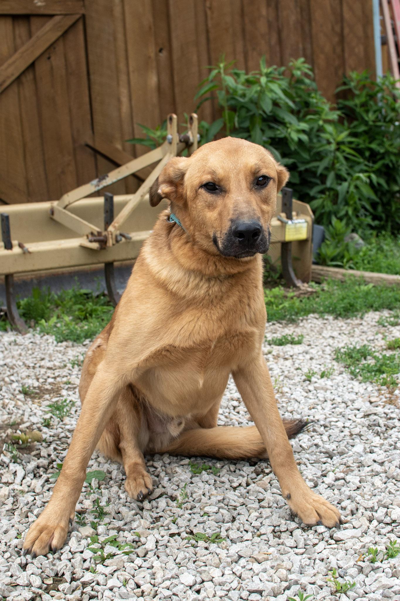 Orion, Adoptable, Young Male German Shepherd Dog.
