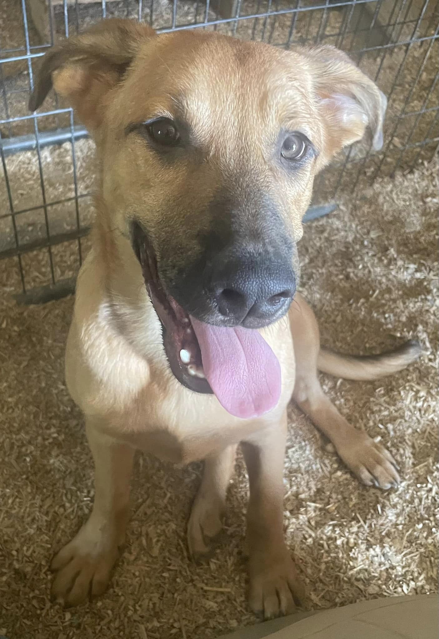 Orion, a Adoptable mixed breed in Plainfield, IN image 3/3