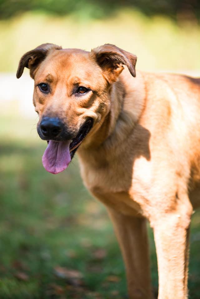 Orion, Adoptable, Young Male German Shepherd Dog.