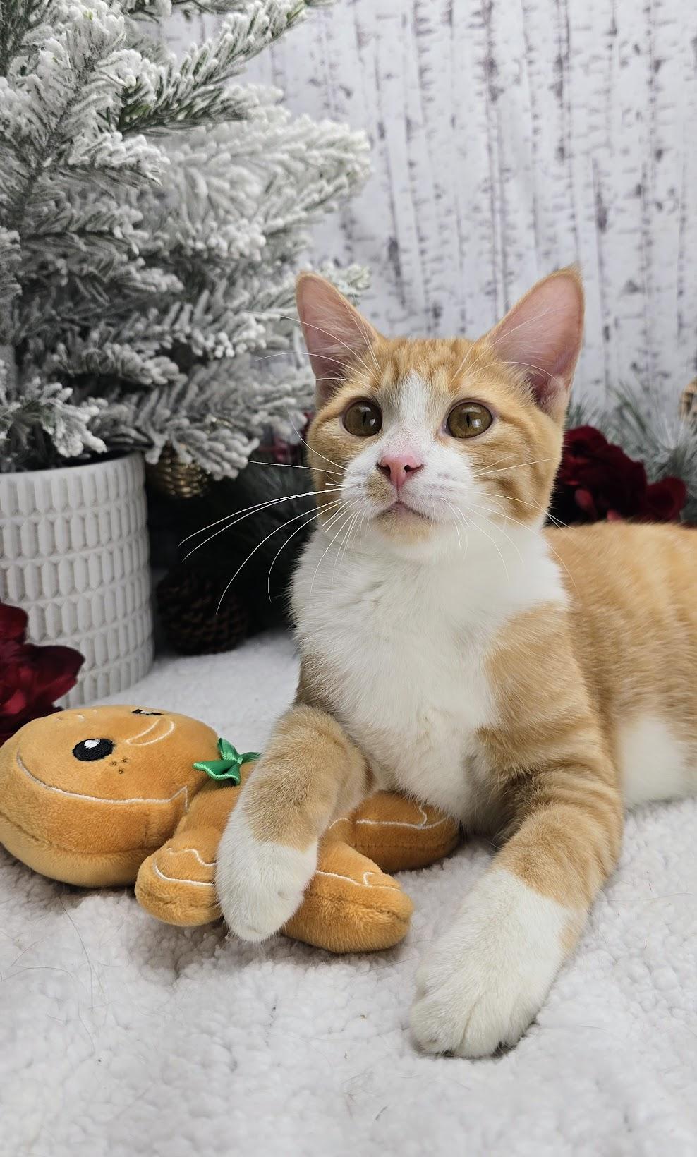 Wesson, a Adoptable Domestic Short Hair in Ocean Springs, MS image 5/5