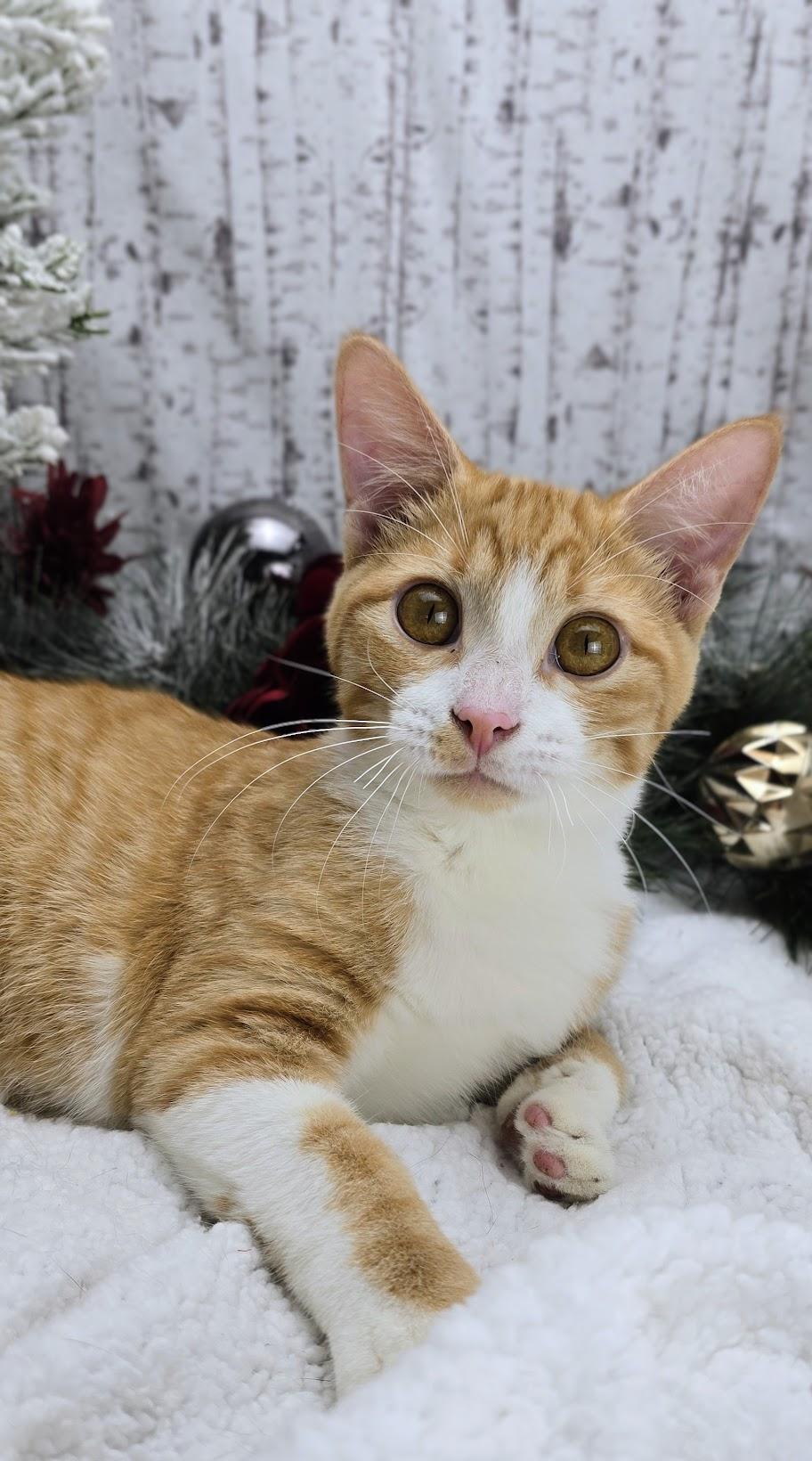 Wesson, a Adoptable Domestic Short Hair in Ocean Springs, MS image 2/5