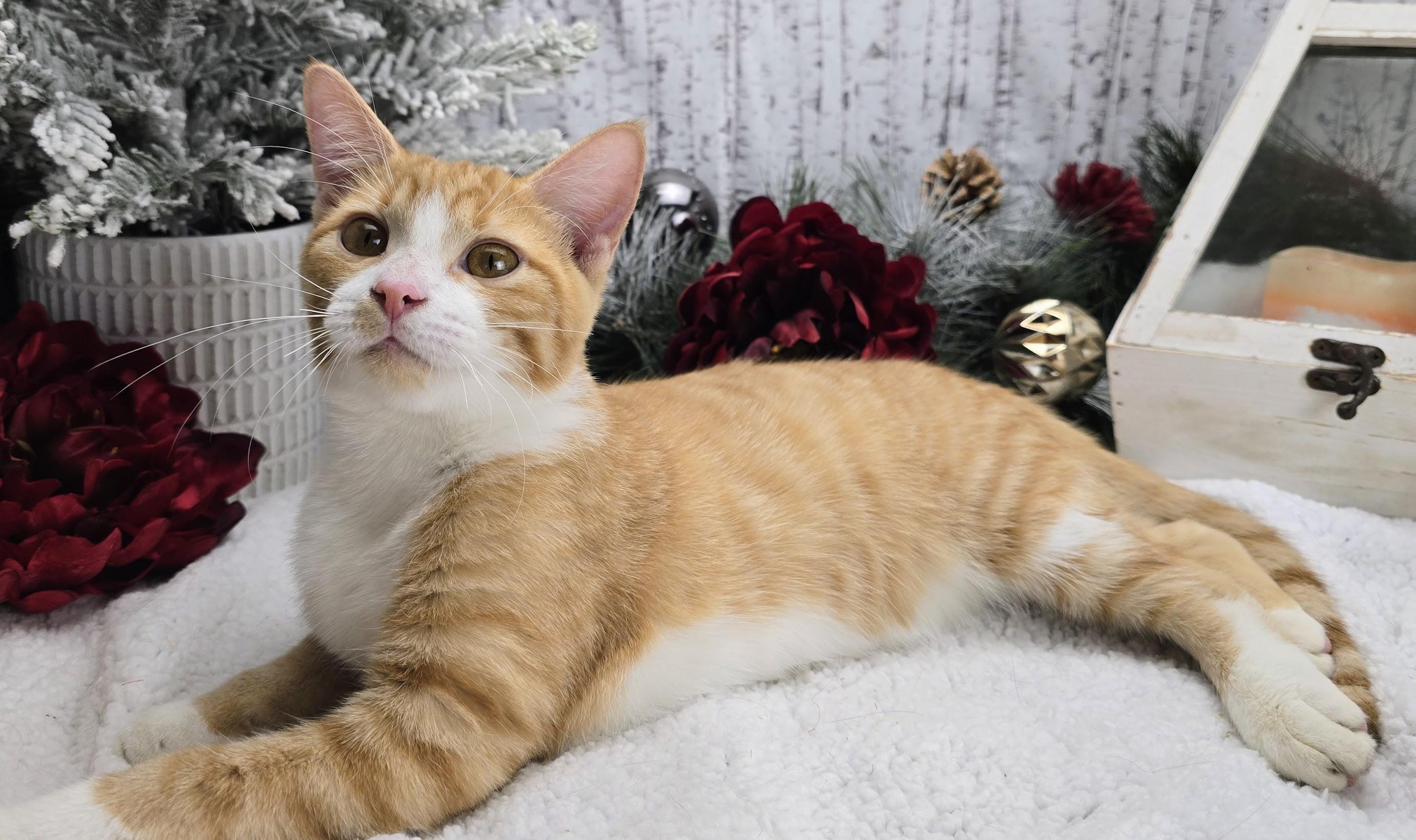 Wesson, a Adoptable Domestic Short Hair in Ocean Springs, MS image 4/5