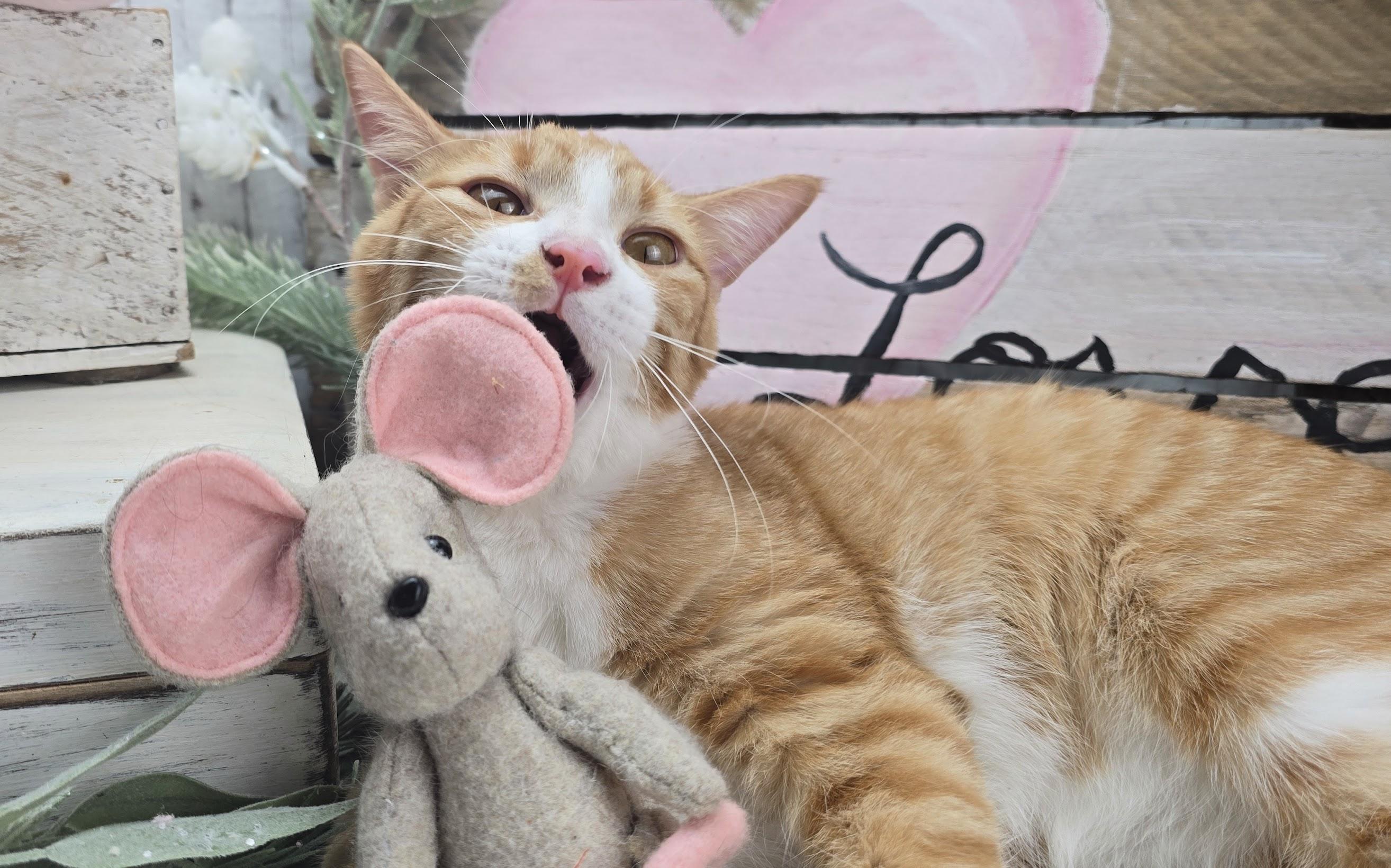 Wesson - The Tiny Piglet with a Big Personality!, Adoptable, Kitten Male Domestic Short Hair.