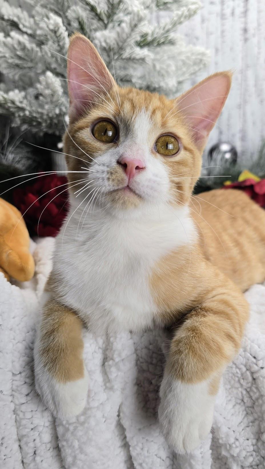 Wesson, a Adoptable Domestic Short Hair in Ocean Springs, MS image 3/5