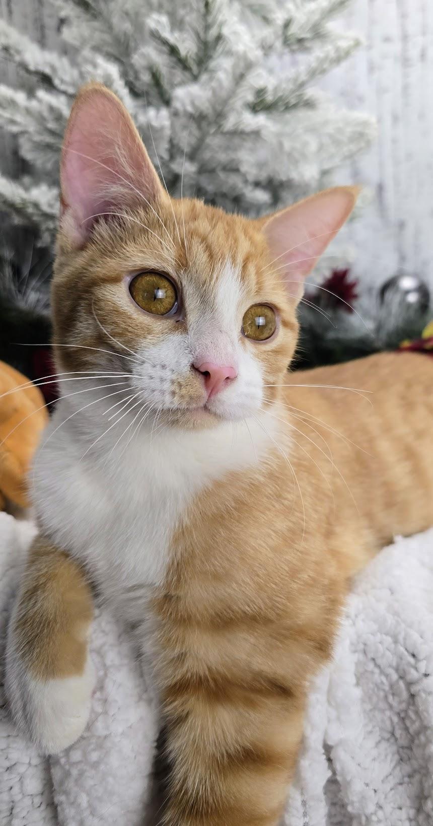 Wesson, a Adoptable Domestic Short Hair in Ocean Springs, MS image 1/5