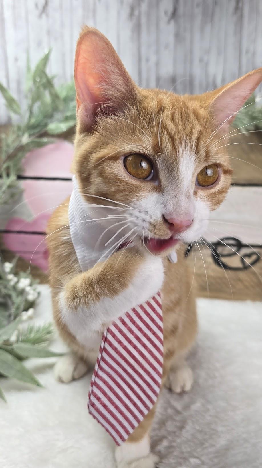 Wesson, a Adoptable Domestic Short Hair in Ocean Springs, MS image 5/6