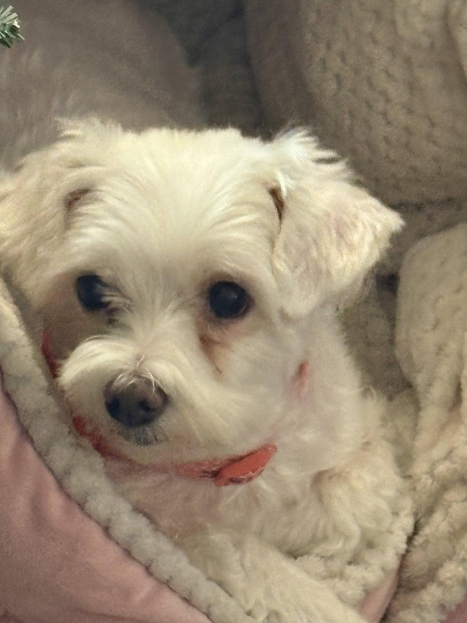 Sugar, adopted, Adult Female Maltese.