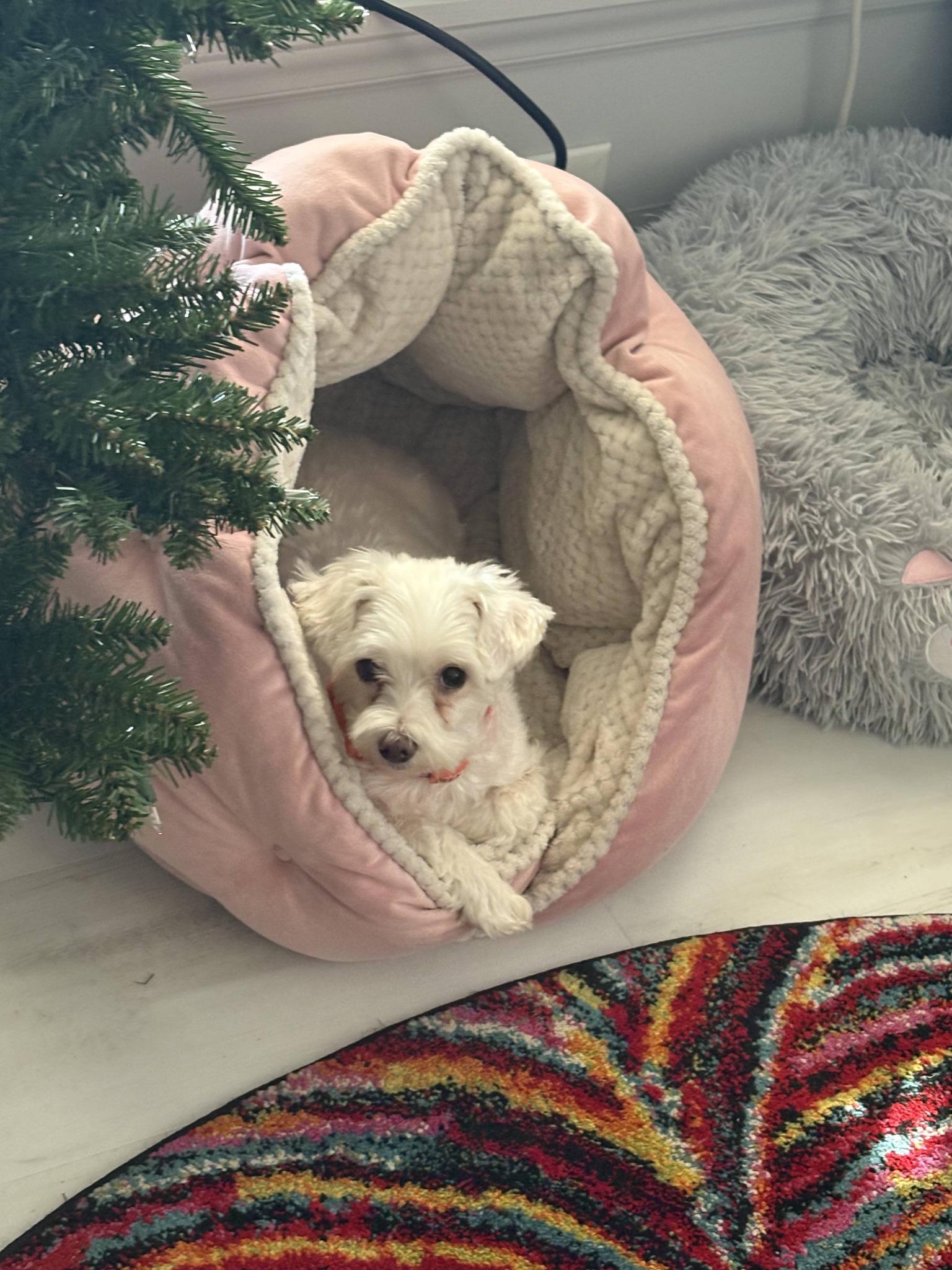 Enlarge Sugar, an adopted mixed breed in Lancaster, SC image 2/3