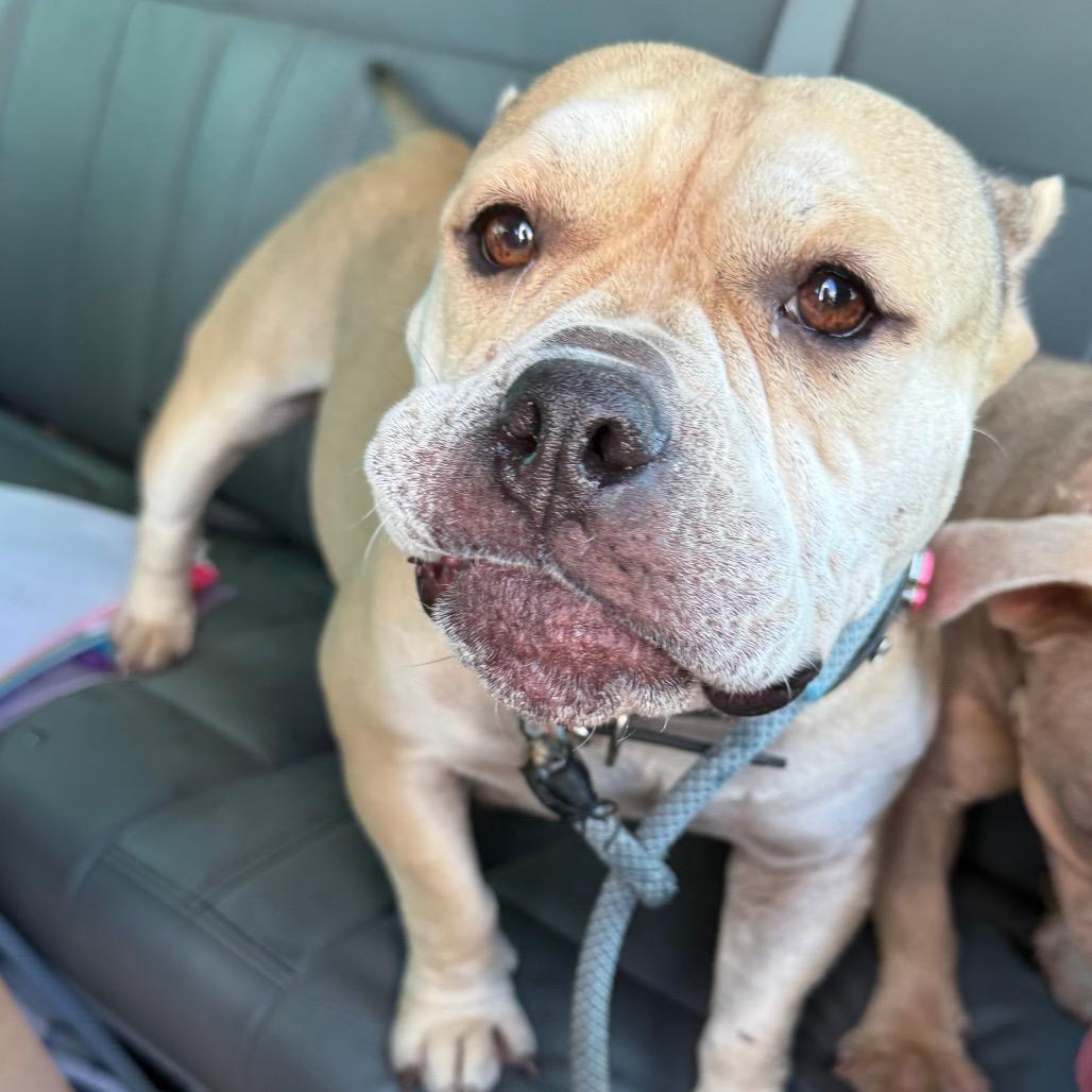 Nesta, Adoptable, Adult Female American Bulldog & Mixed Breed.