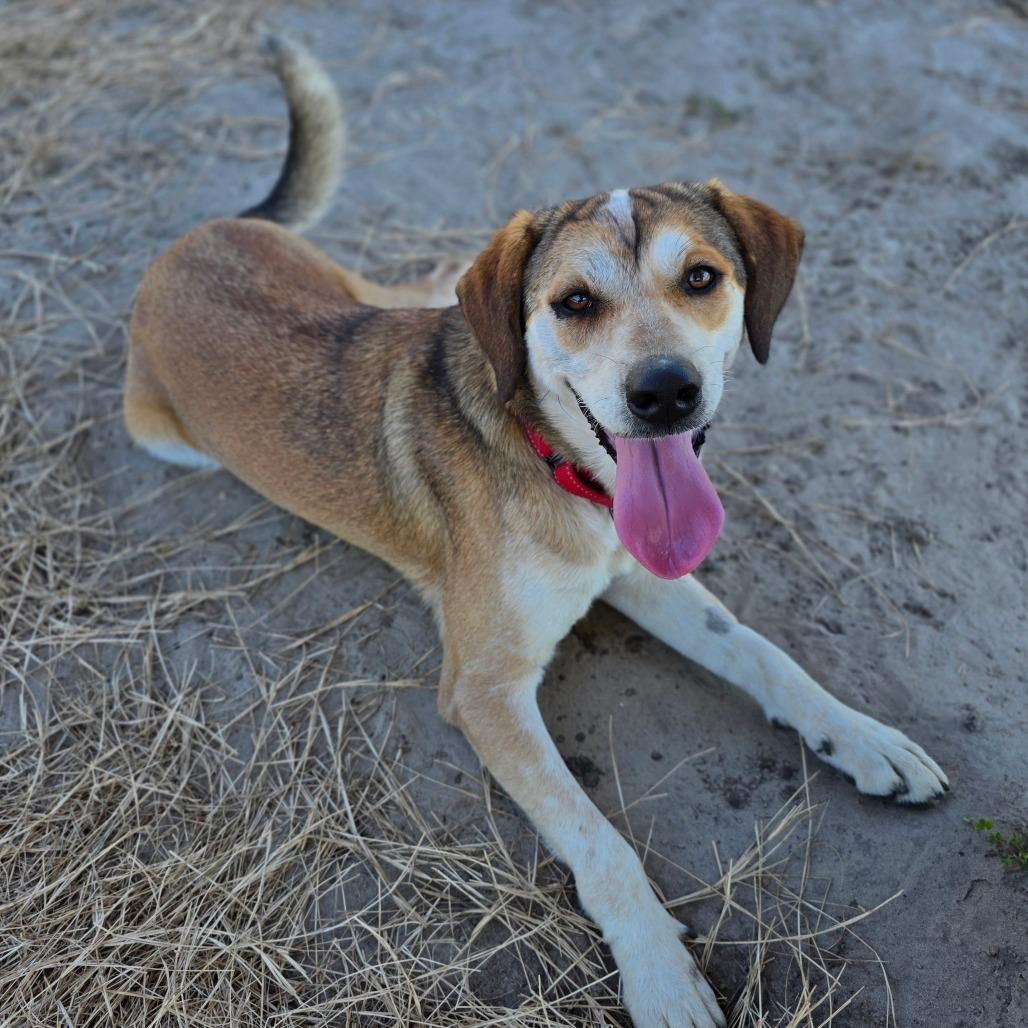 Violet, Adoptable, Adult Female Mixed Breed & Hound.