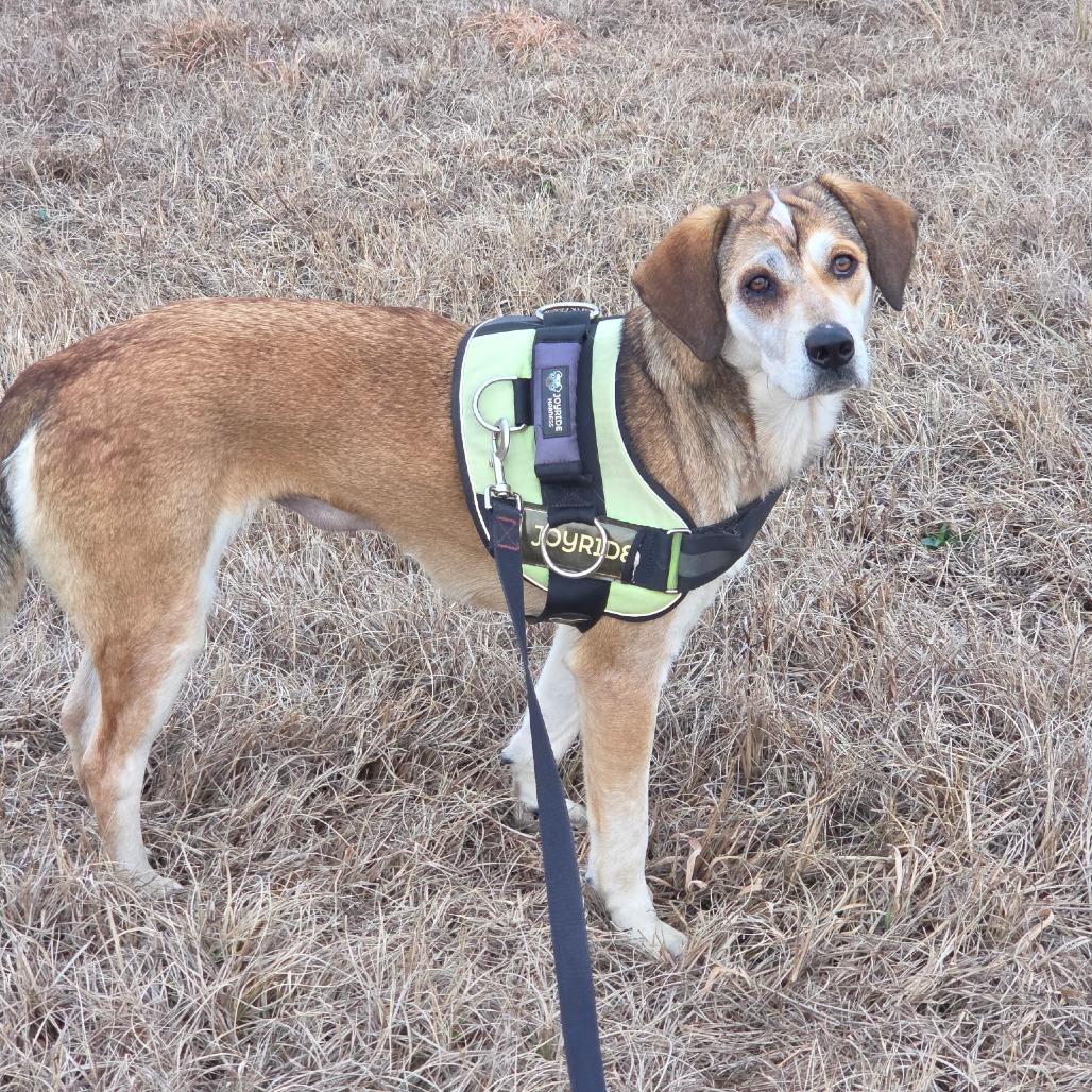 Violet, Adoptable, Adult Female Mixed Breed & Hound.