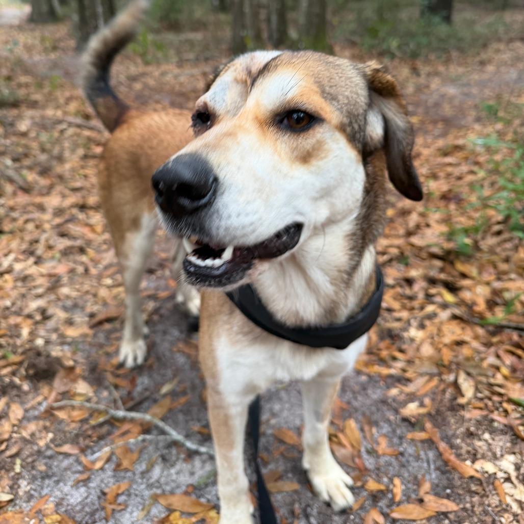 Violet, a Adoptable mixed breed in Williston, FL image 2/6