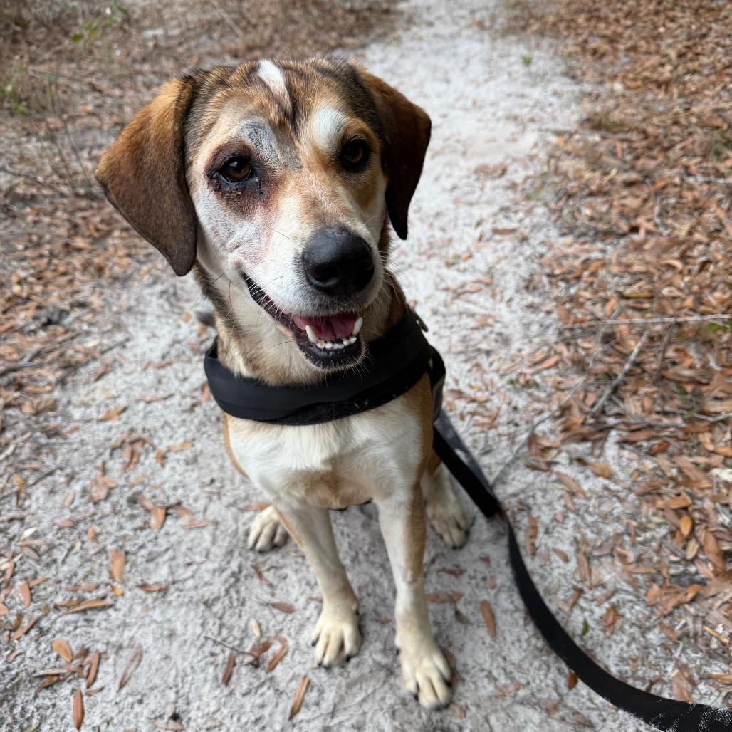 Violet, a Adoptable mixed breed in Williston, FL image 3/6