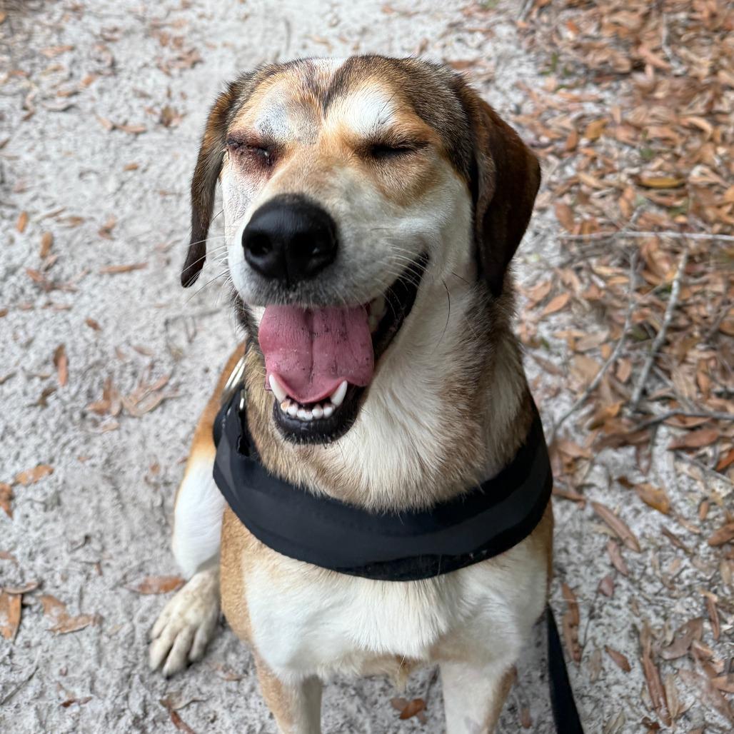 Violet, a Adoptable mixed breed in Williston, FL image 4/6